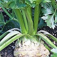 Zeler buľvový Apollo 5 g