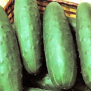 uhorky šalátové semená