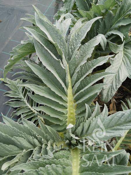 Cynara cardunculus BIO, Cardy cca 25 semien