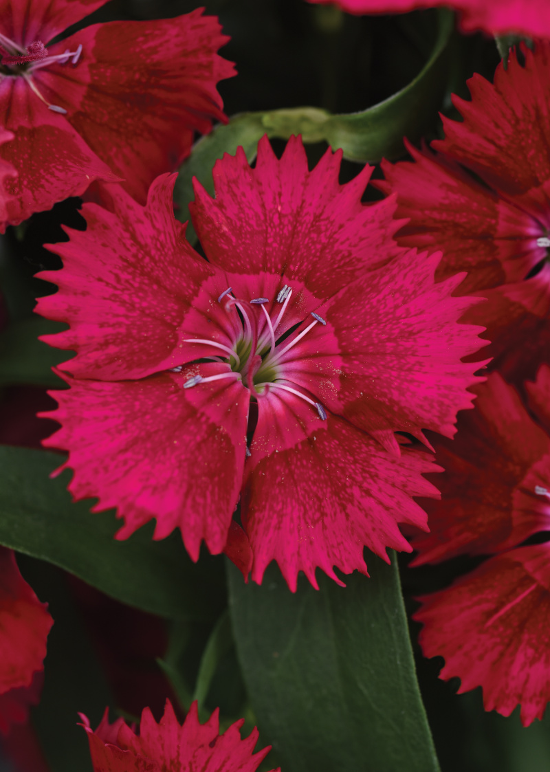 Single Dianthus chinesis barbatus Ideal Select Series F1 Red 1000 semien