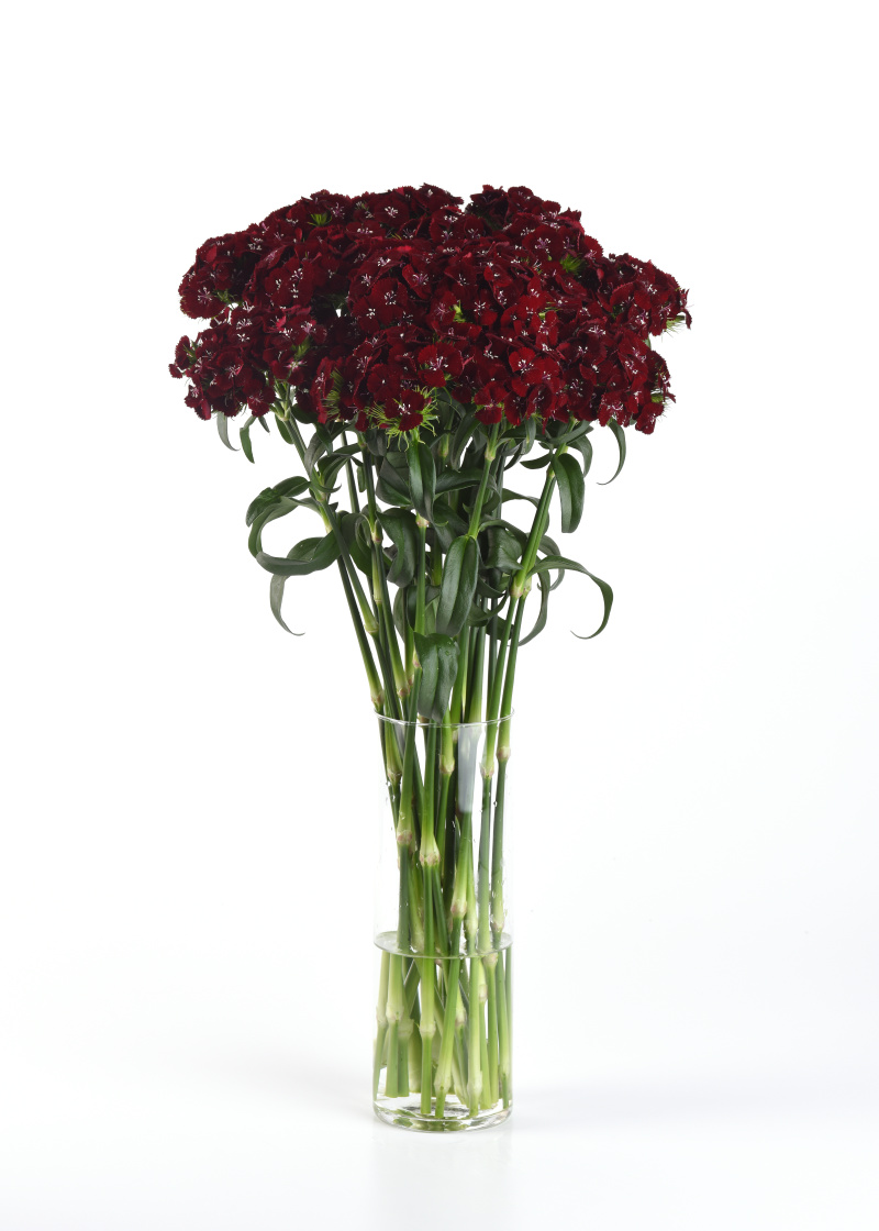 Dianthus barbatus Sweet Black Cherry 1000 semien