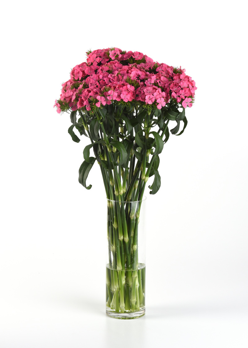Dianthus barbatus Sweet Deep Pink Maxine 1000 semien