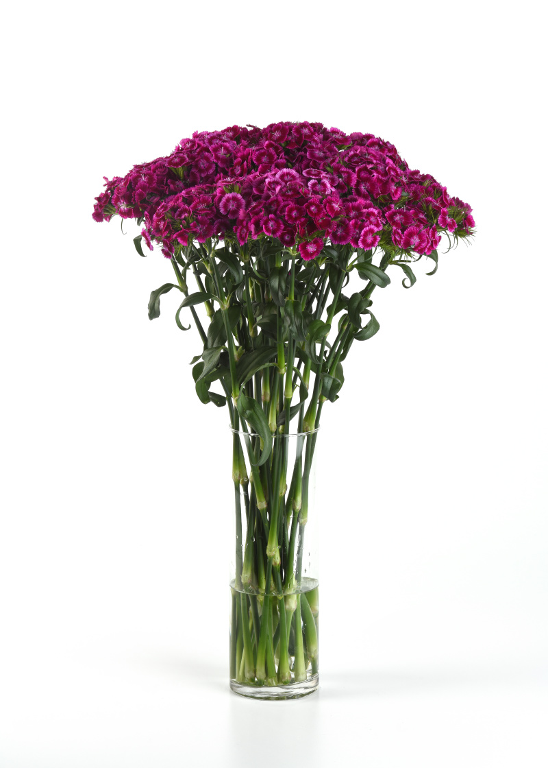 Dianthus barbatus Sweet Magenta Bicolor 1000 semien