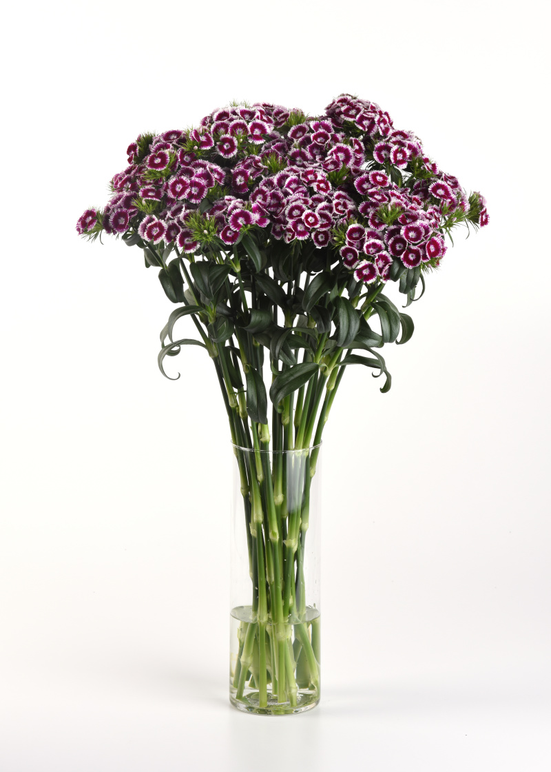 Dianthus barbatus Sweet Purple/White Bicolor 1000 semien