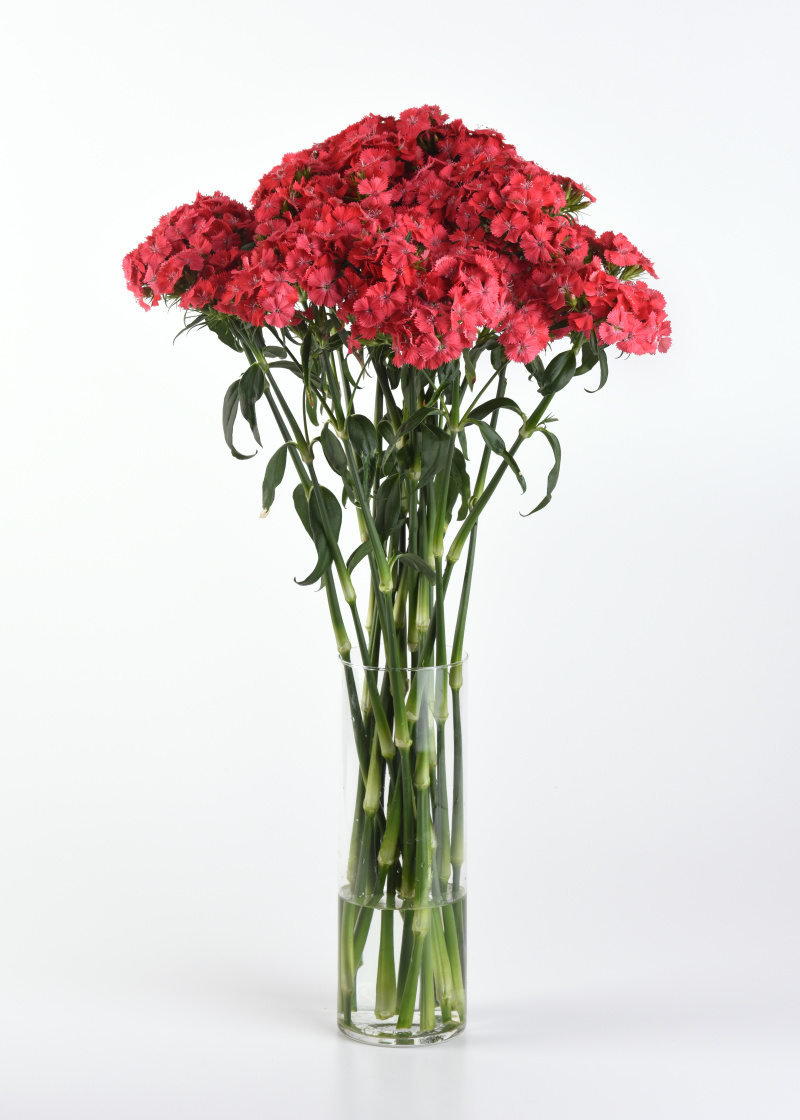Dianthus barbatus Sweet Coral1000 semien