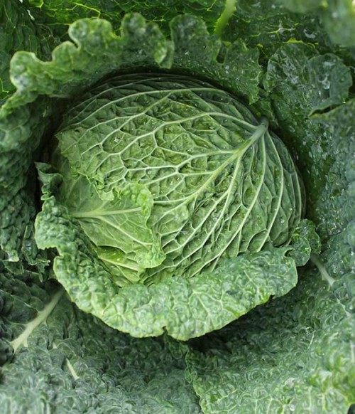 Kel hlávkový Django F1 1000 semien