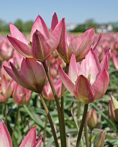Tulipán species Danique