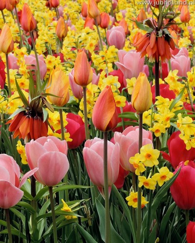 Zmes Energy, 100 kusov