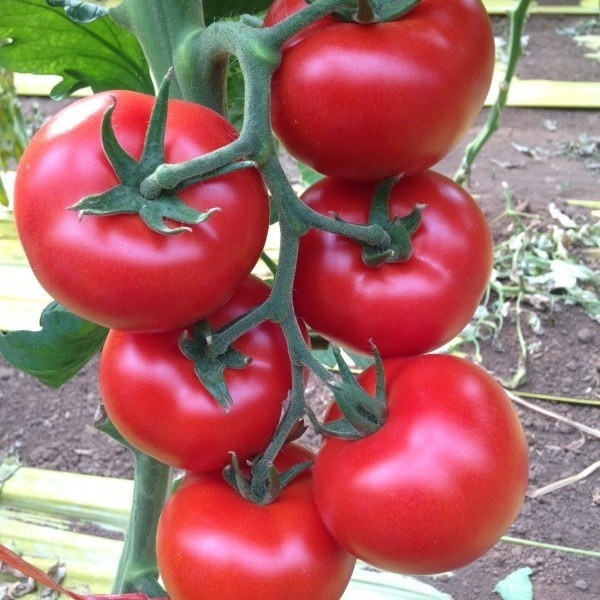 Rajčiak indeterminantný ESHKOL F1 100 semien