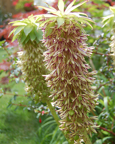 EUCOMIS BICOLOR 25 ks