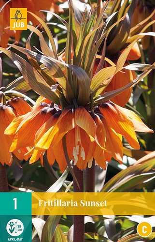 FRITILLARIA SUNSET 1 ks