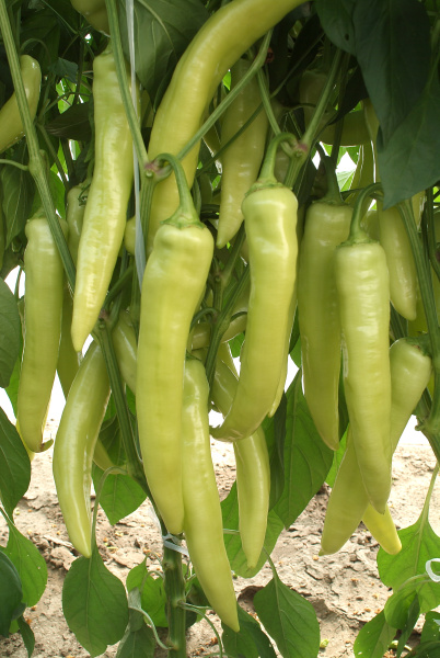 stiplava paprlika, seminis, paprika, biela paprika,