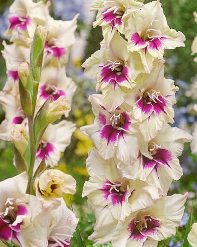 GLADIOLY AMBER MYSTIQUE 100 ks