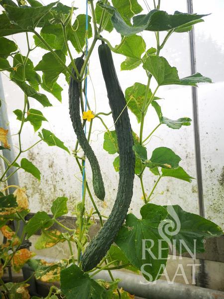 Uhorka ázijský typ Nishiki BIO cca 12 semien