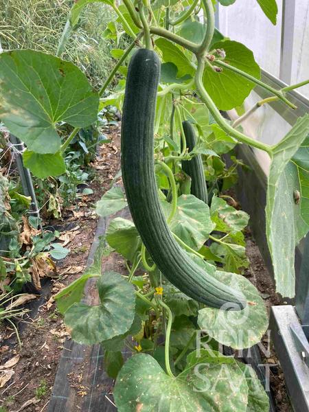 uhorkový melón, semená uhorky, 