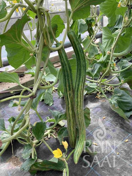 uhorkový melón, semená uhorky, 