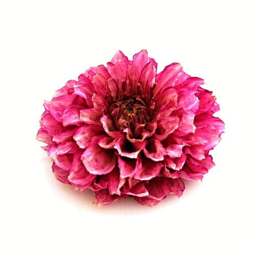 Sušené dálie extra bez stonky ružová 1 kus