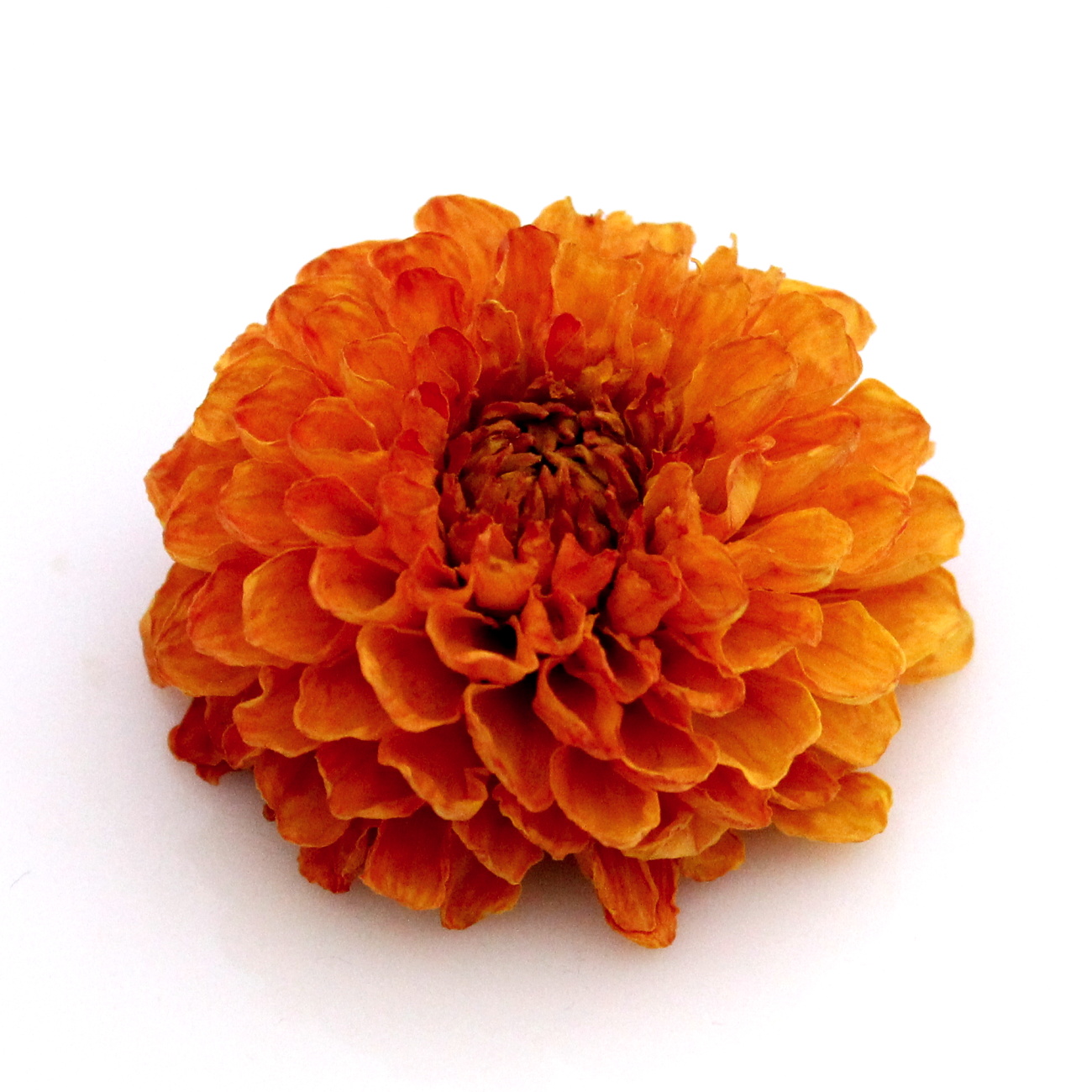 Sušené dálie extra bez stonky oranžová 1 kus