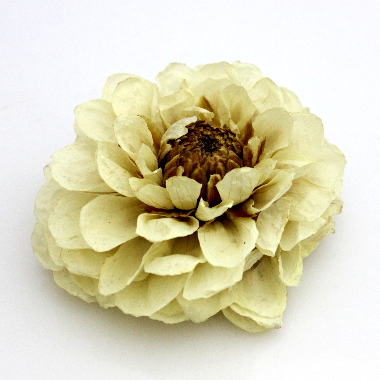 Sušené dálie extra bez stonky biela1 kus