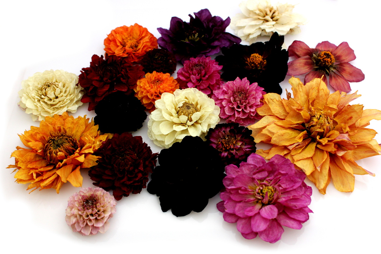 Sušené dálie extra bez stonky rôzno farebné 10 kusov