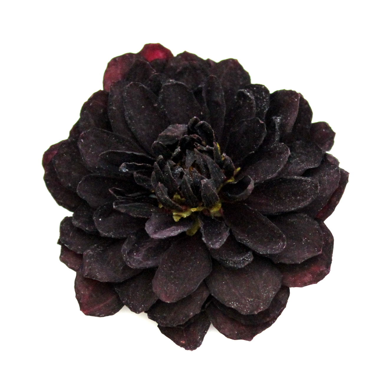 Sušené dálie extra bez stonky čierna 1 kus