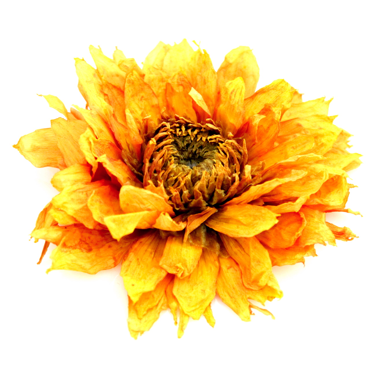 Sušené dálie extra bez stonkyžltá 1 kus