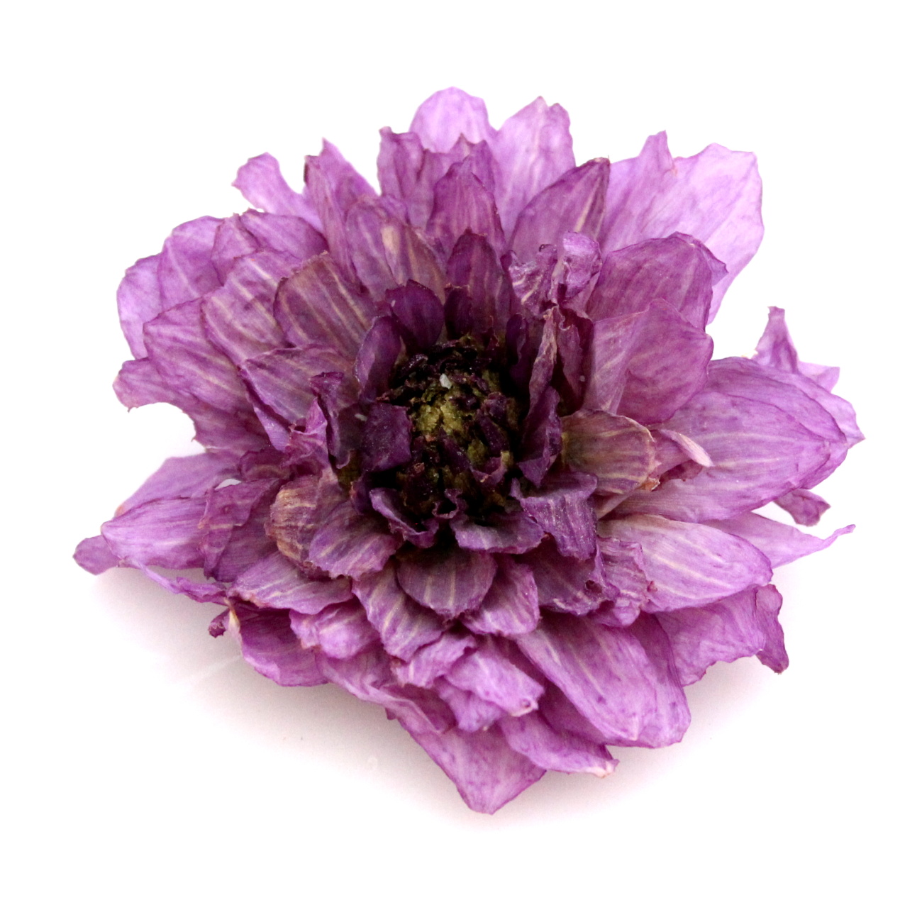 Sušené dálie extra bez stonky fialová 1 kus