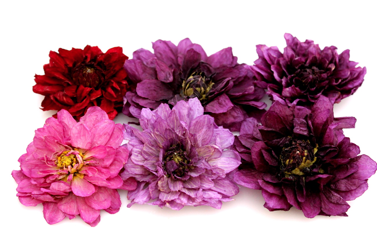 Sušené dálie extra bez stonky fialová 6 kusov