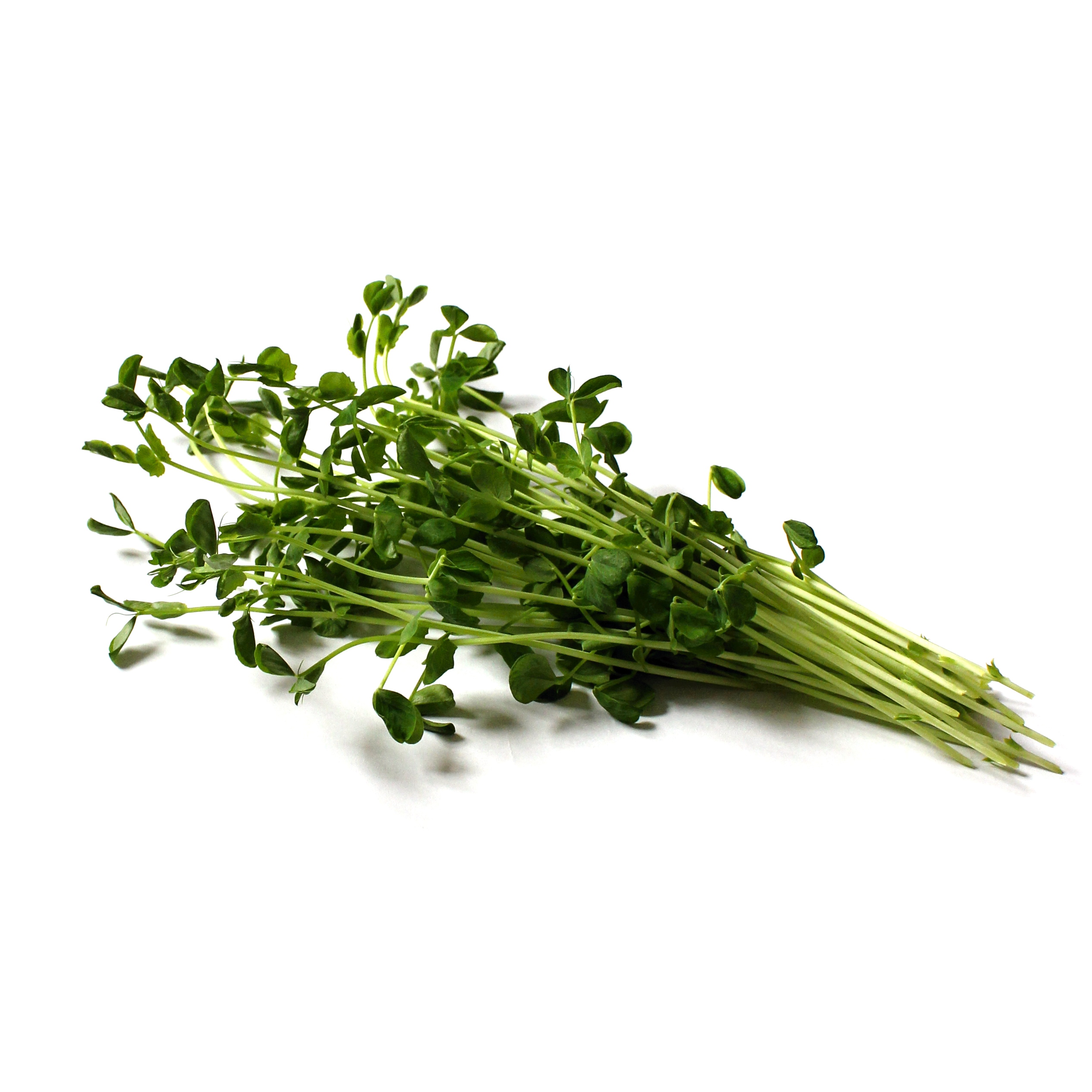 Hrach lístkový semená na klíčenie a microgreens 10 kg