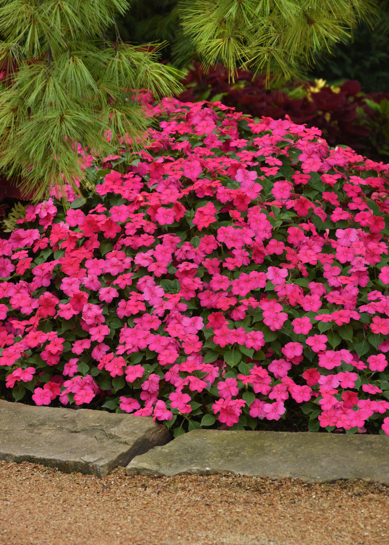 Impatiens walleriana Beacon Rose 1000 semien