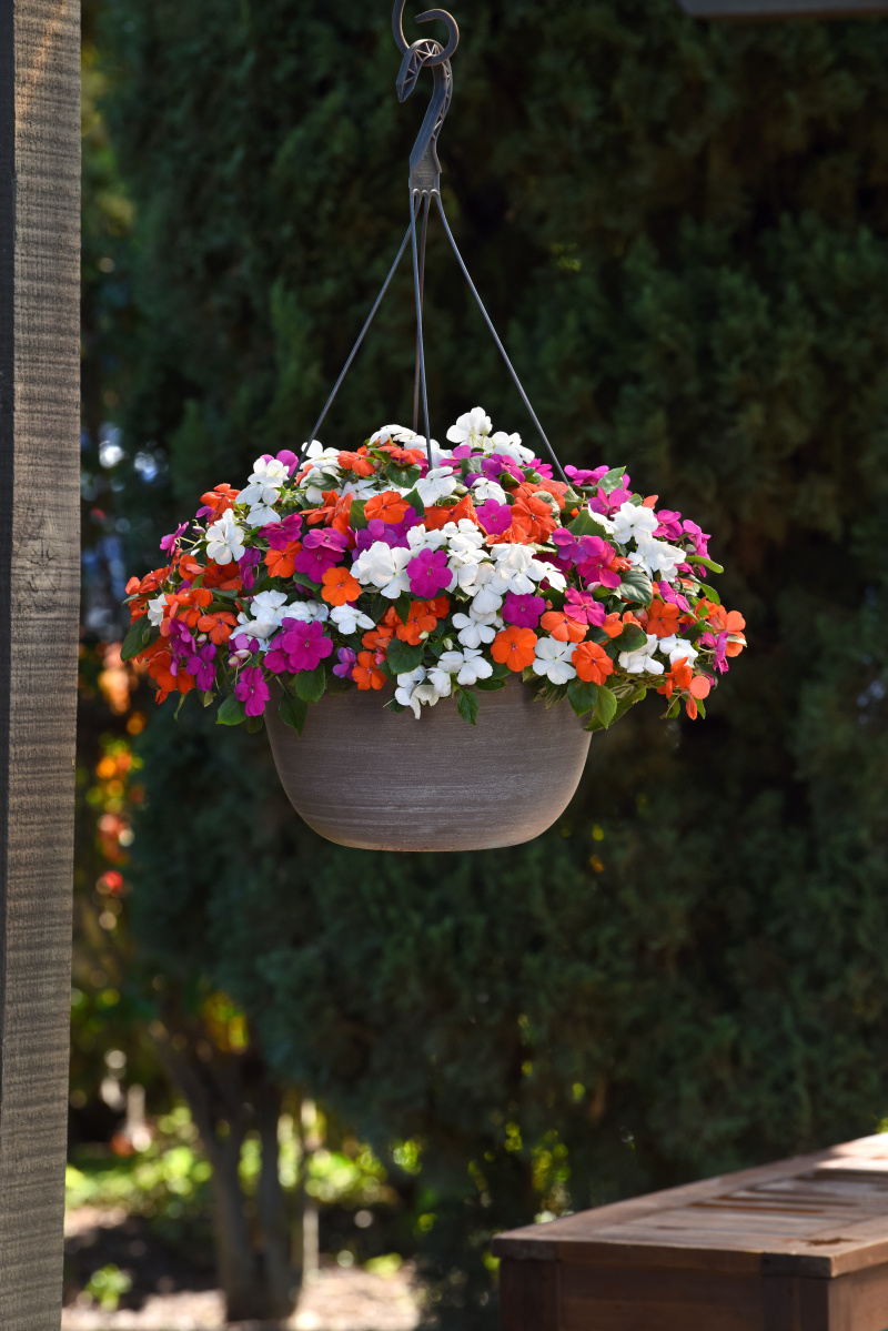 Impatiens walleriana Beacon Lindau Mix1000 semien