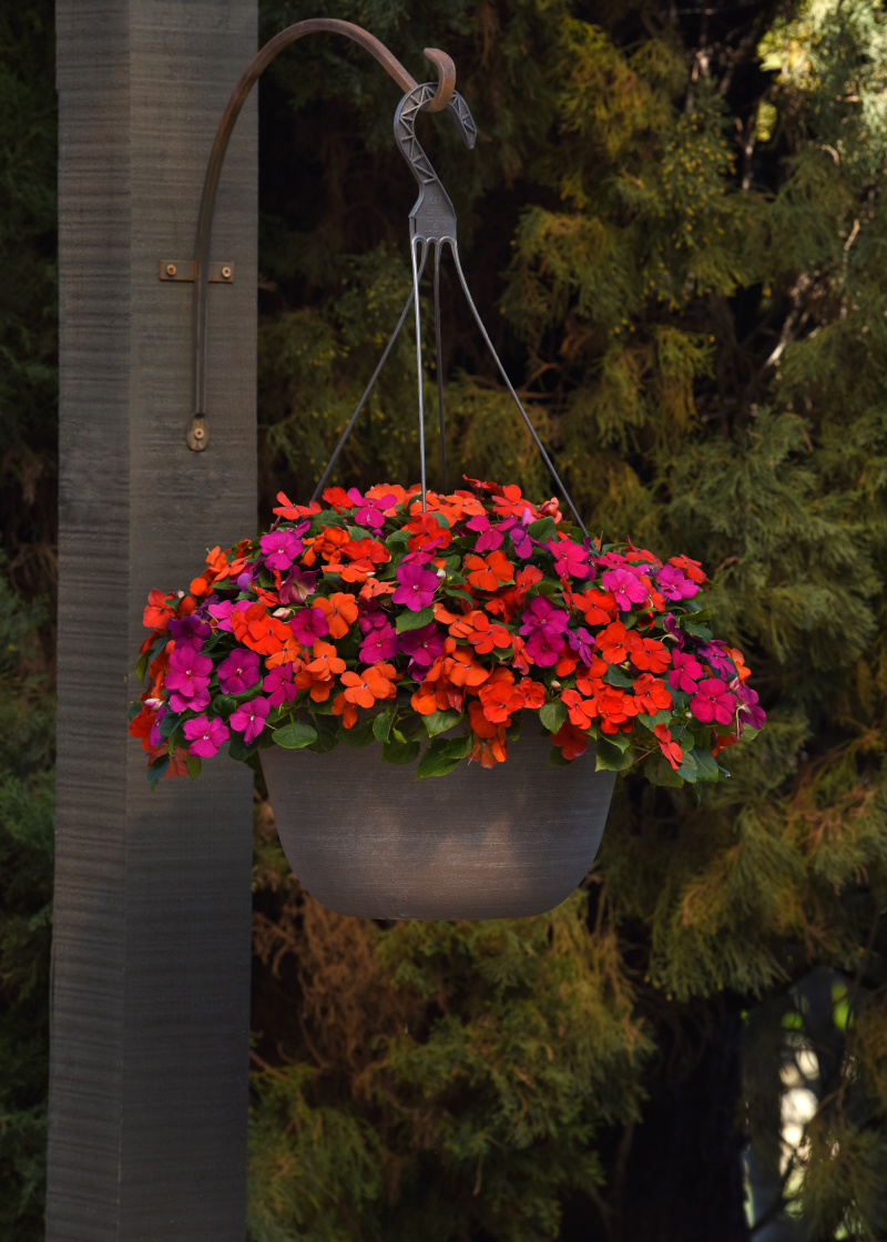 Impatiens walleriana Beacon Sanibel Mix1000 semien