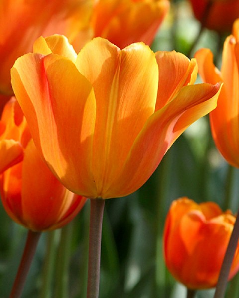 Tulipán Jimmy 12/+, 100 ks