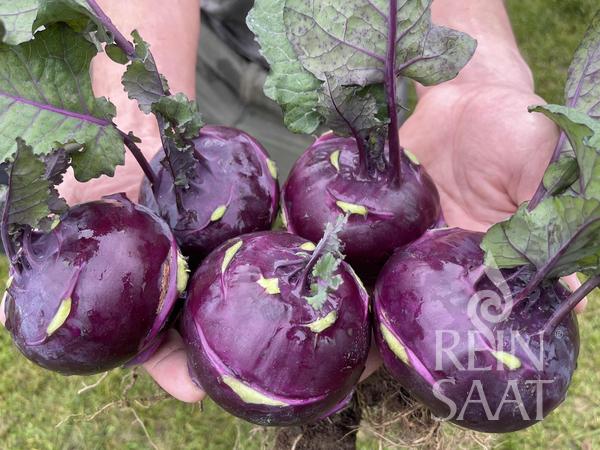 Kaleráb fialový Rocco BIO 0,5g (cca 100 semien)