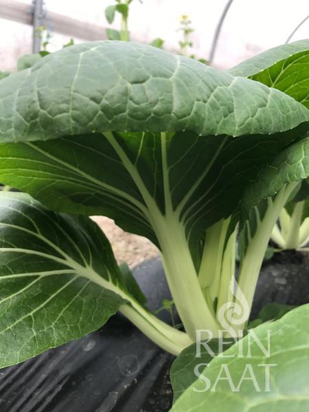 Bok Choy BIO 1 g