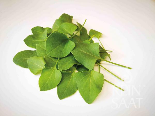 Šťavel (Rumex) Arabischer Ampfer BIO cca 0,2 g