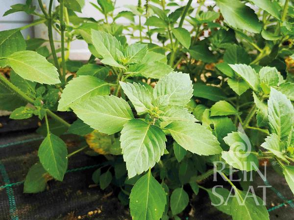 BIO semená Bazalka posvätá, Ocimum tenuiflorum Tulsi cca 0,2 g