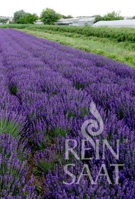 Lavendula angustifolia BIO, Hidcote Blue  cca 0,2g