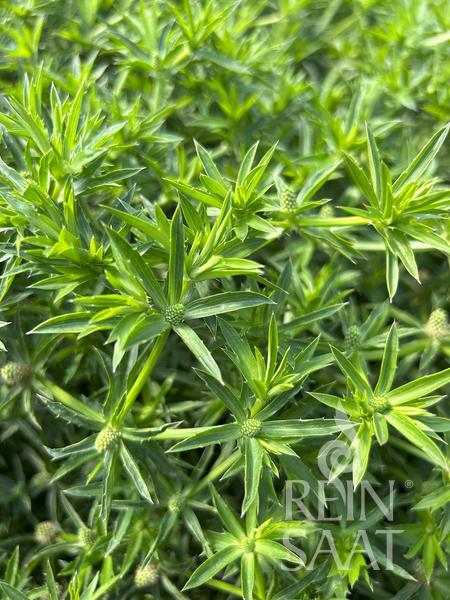 Koriander mexický BIO cca 0,1 g