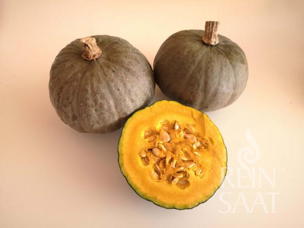 blue kuri, tekvica so šedou šupkou, gaštanová tekvica, bio tekvica