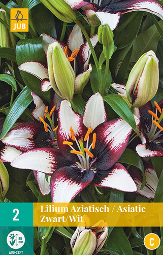 LILIUM ASIATIC BLACK/ WHITE 2 ks