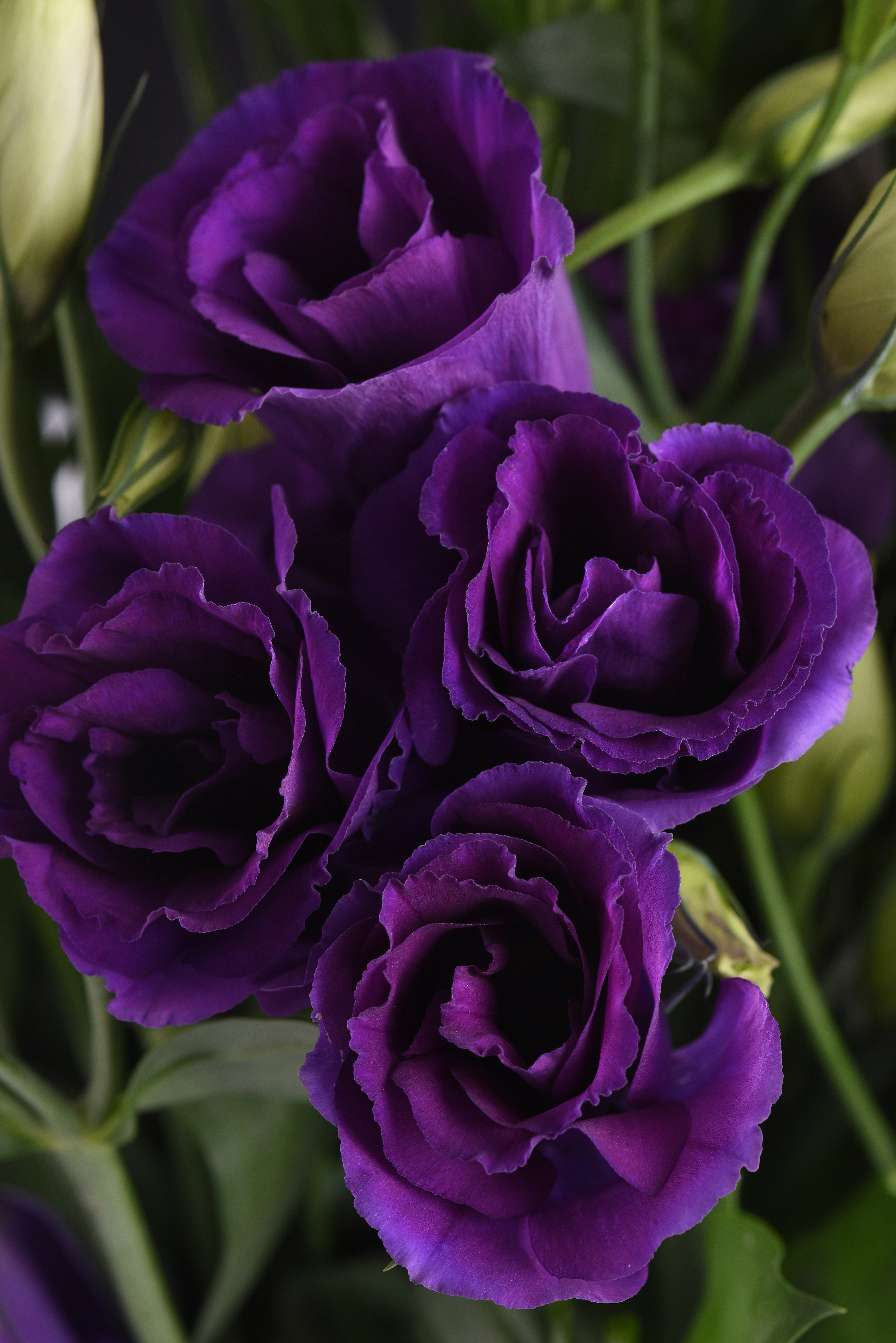LISIANTHUS, k rezu Can Can Purple 20 semien