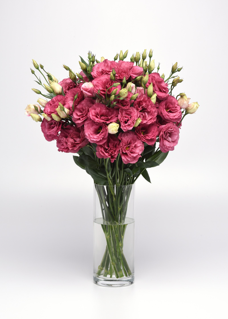 LISIANTHUS, k rezu Can Can Carmine Rose 20 semien