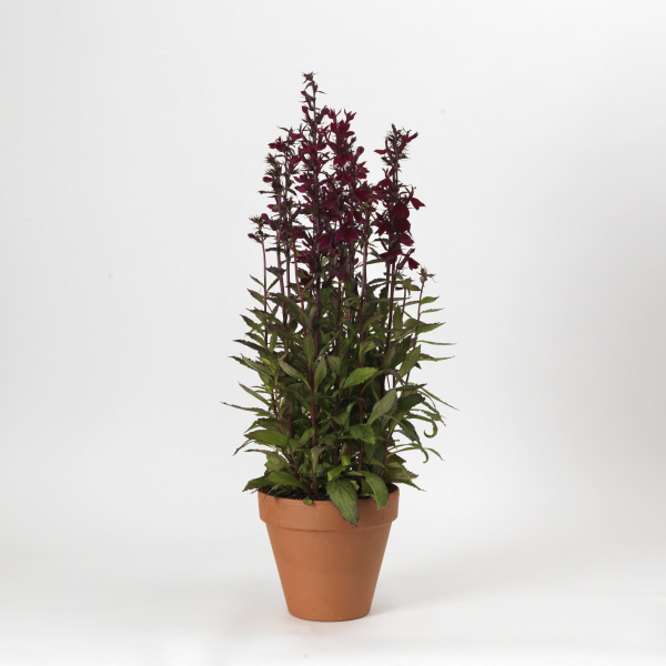 Lobelia speciosa Starship Series F1 Burgundy 1000 semien