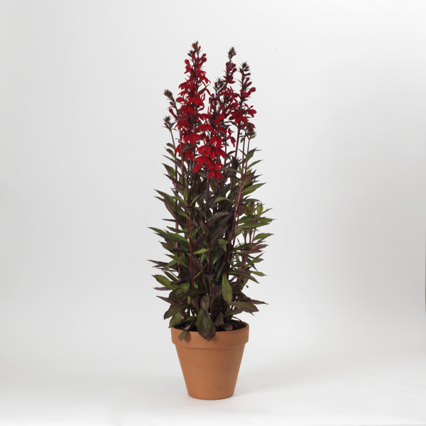 Lobelia speciosa Starship Series F1Scarlet Bronze Leaf 1000 semien