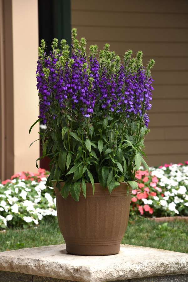 Lobelia speciosa Starship Series F1 Blue 1000 semien
