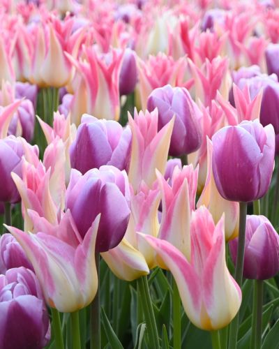 Zmes Luxury, 100 kusov