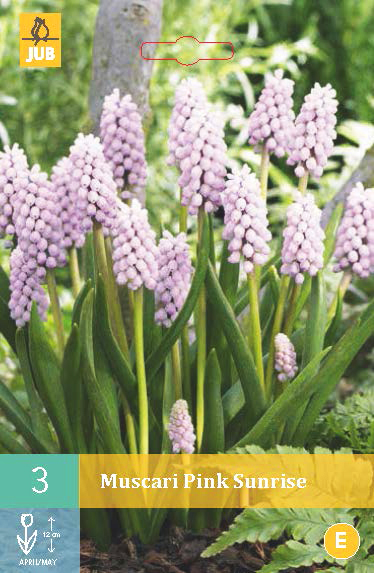 MUSCARI-PINK-SUNRISE.jpg