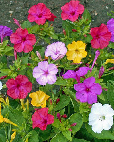 MIRABILIS JALAPA 25 ks