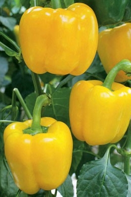 Paprika sladká Monte 100 semien